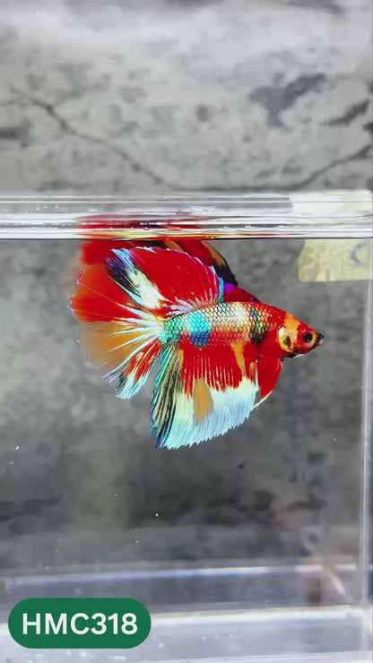 Multicolor Halfmoon Male Betta Fish | High Grade | Order Directly From Farm |  You Pick Fish |