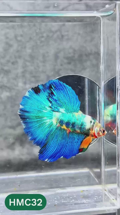 Nemo Halfmoon Male Betta Fish | Order Directly From Farm | You Pick Fish
