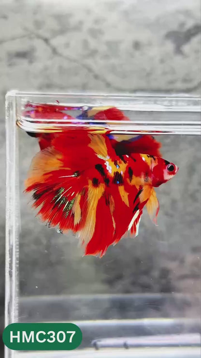 Multicolor Halfmoon Male Betta Fish | High Grade | Order Directly From Farm |  You Pick Fish |