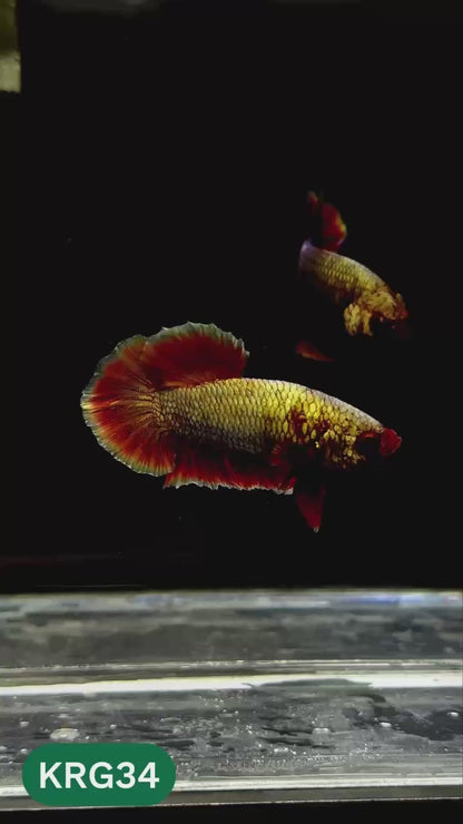 Koi Red Gold Galaxy Plakat Male Betta Fish | You Pick Fish