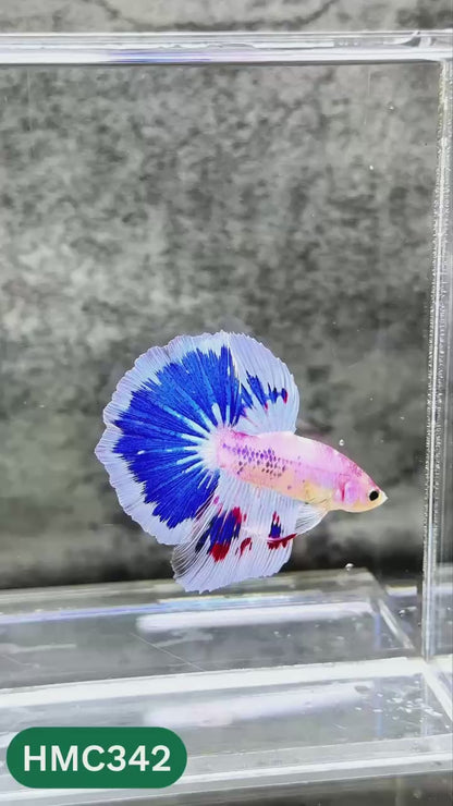 Multicolor Halfmoon Male Betta Fish | High Grade | Order Directly From Farm |  You Pick Fish |
