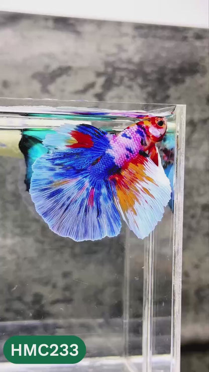 Multicolor Halfmoon Male Betta Fish | Order Directly From Farm | You Pick Fish
