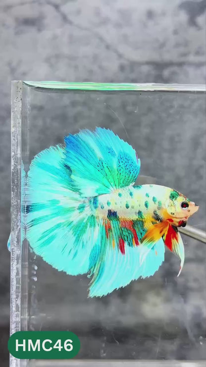 Nemo Halfmoon Male Betta Fish | Order Directly From Farm | You Pick Fish