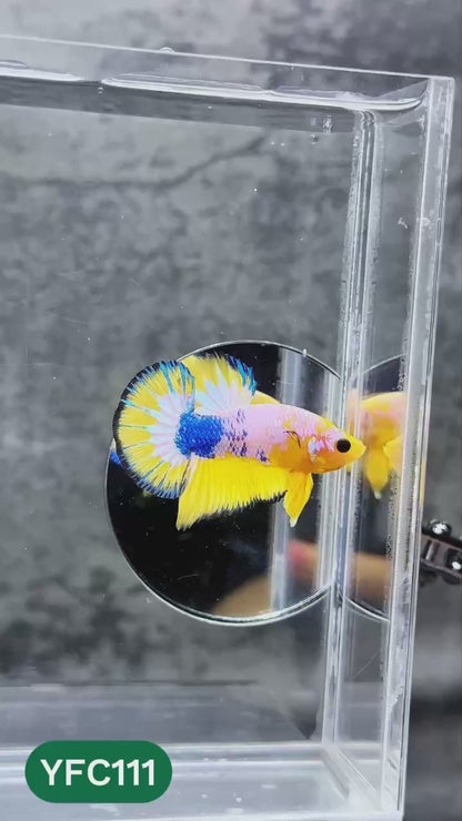 Yellow Fancy Male Betta Fish | Order Directly From Farm | You Pick Fish