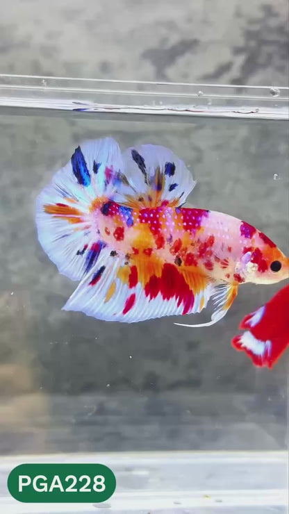 King Giant Plakat Male Betta Fish | You Pick Fish | High Grade