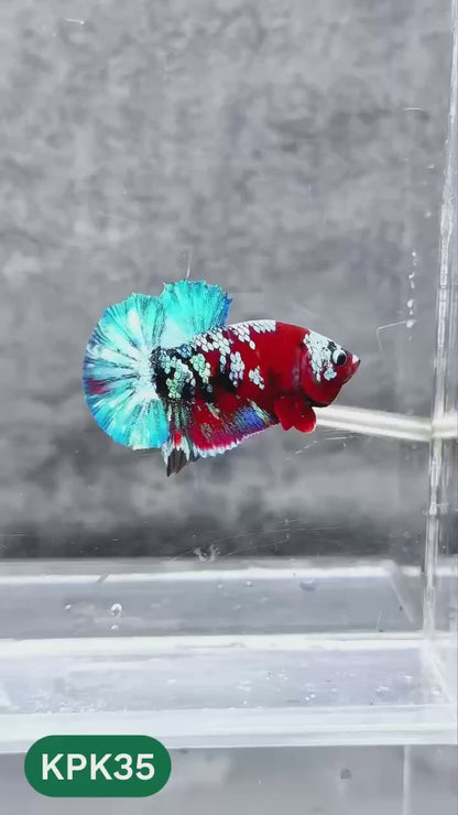 Multicolor Plakat Male Betta Fish |Show Grade|  You Pick Fish