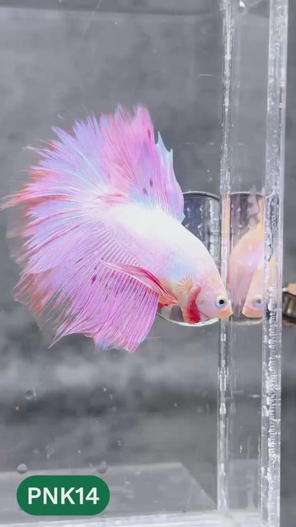 Pink Halfmoon Male Betta Fish | You Pick Fish | Order Directly From Farm