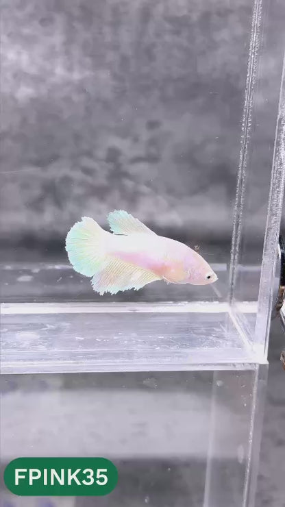 Pink Sakura Halfmoon Female Betta Fish | You Pick Fish