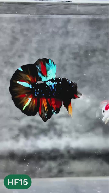 Dark Flame Hellfire Plakat Male Betta Fish | You Pick Fish | Rare Betta