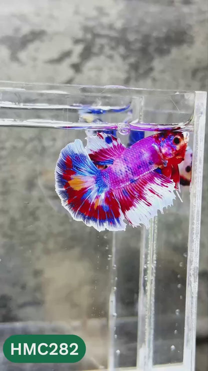Multicolor Halfmoon Male Betta Fish | High Grade | Order Directly From Farm |  You Pick Fish |
