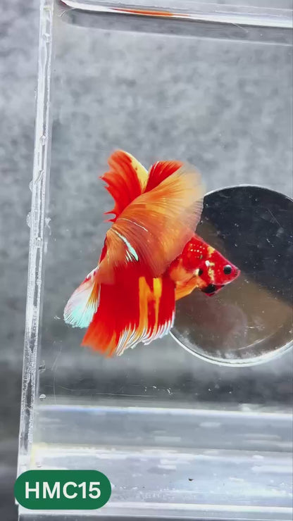 Nemo Halfmoon Male Betta Fish | Order Directly From Farm | You Pick Fish
