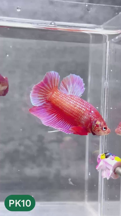 Pink Plakat Male Betta Fish | You Pick Fish | Rare Color