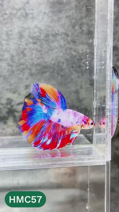 Nemo Halfmoon Male Betta Fish | Order Directly From Farm | You Pick Fish