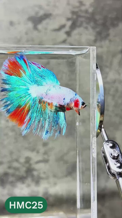 Nemo Halfmoon Male Betta Fish | Order Directly From Farm | You Pick Fish