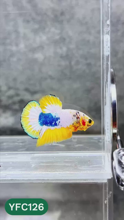 Yellow Fancy Male Betta Fish | Order Directly From Farm | You Pick Fish