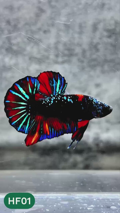 Dark Flame Hellfire Plakat Male Betta Fish | You Pick Fish | Rare Betta