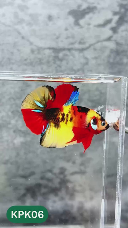 Multicolor Plakat Male Betta Fish |Show Grade|  You Pick Fish