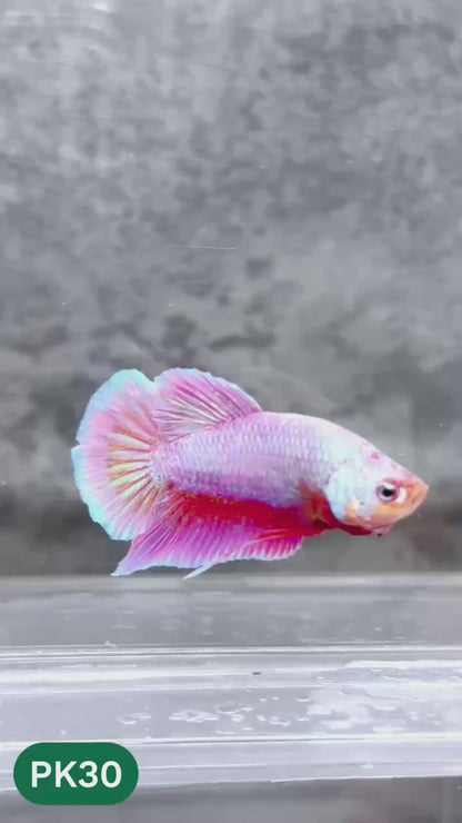 Pink Plakat Male Betta Fish | You Pick Fish | Rare Color