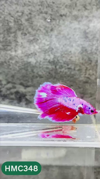 Multicolor Halfmoon Male Betta Fish | High Grade | Order Directly From Farm |  You Pick Fish |