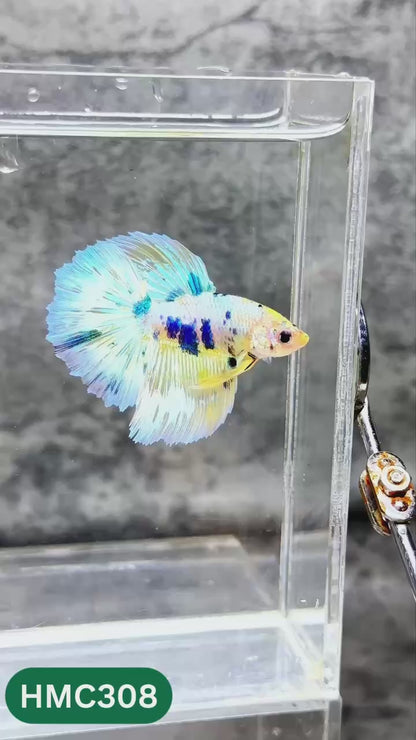 Multicolor Halfmoon Male Betta Fish | High Grade | Order Directly From Farm |  You Pick Fish |