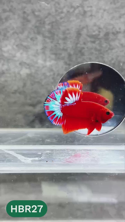 Hellboy Plakat Male Betta Fish | Order Directly From Farm | You Pick Fish