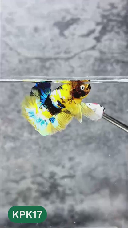 Multicolor Plakat Male Betta Fish |Show Grade|  You Pick Fish