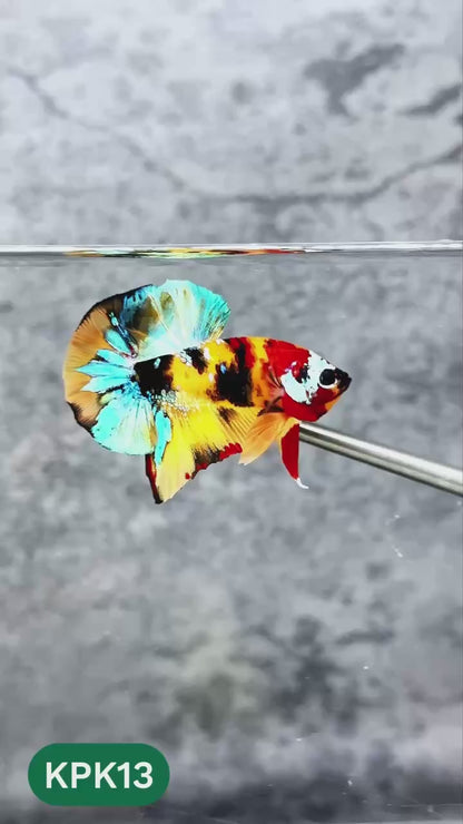 Multicolor Plakat Male Betta Fish |Show Grade|  You Pick Fish