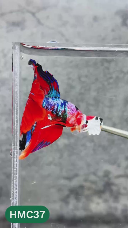 Nemo Halfmoon Male Betta Fish | Order Directly From Farm | You Pick Fish