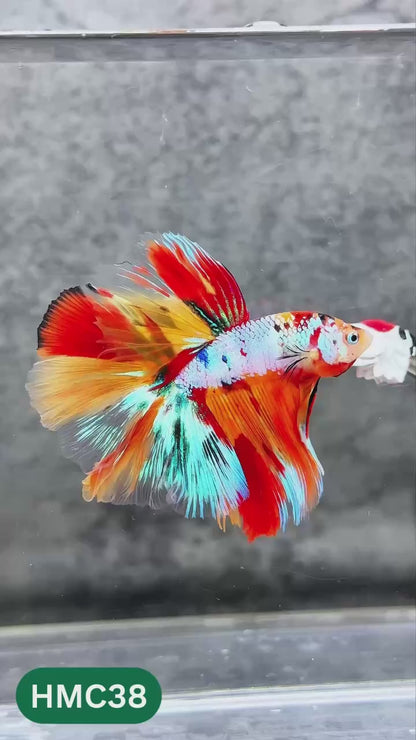 Nemo Halfmoon Male Betta Fish | Order Directly From Farm | You Pick Fish