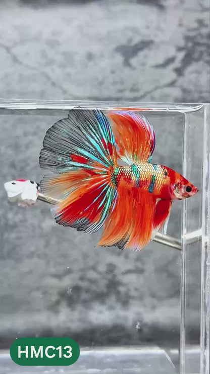 Nemo Halfmoon Male Betta Fish | Order Directly From Farm | You Pick Fish