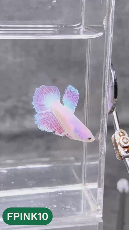 Pink Sakura Halfmoon Female Betta Fish | You Pick Fish