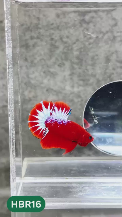 Hellboy Plakat Male Betta Fish | Order Directly From Farm | You Pick Fish