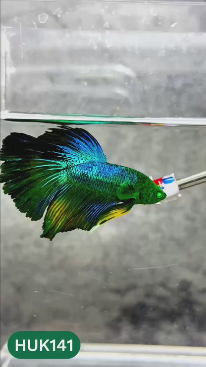 Black Hulk Halfmoon Male Betta Fish | You Pick Fish