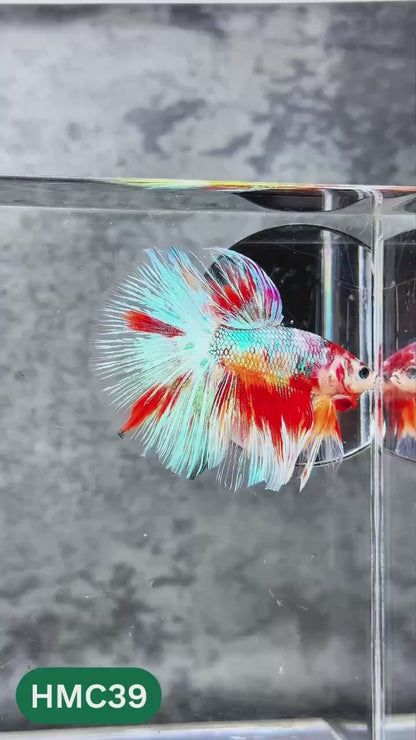 Nemo Halfmoon Male Betta Fish | Order Directly From Farm | You Pick Fish