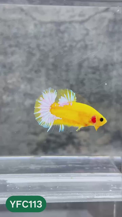 Yellow Fancy Male Betta Fish | Order Directly From Farm | You Pick Fish