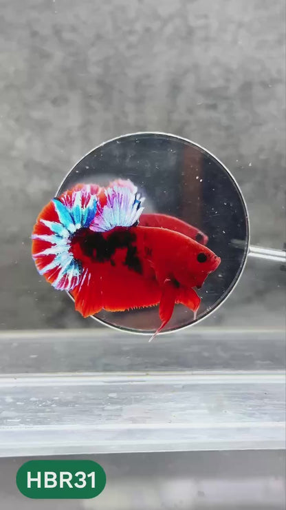 Hellboy Plakat Male Betta Fish | Order Directly From Farm | You Pick Fish