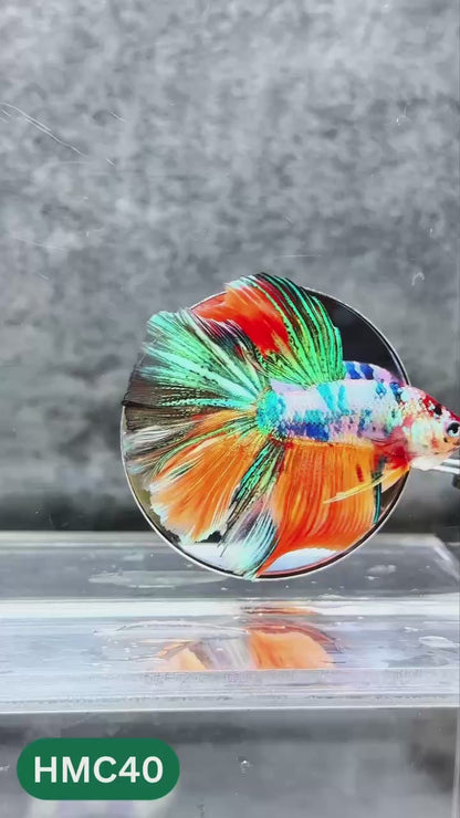 Nemo Halfmoon Male Betta Fish | Order Directly From Farm | You Pick Fish