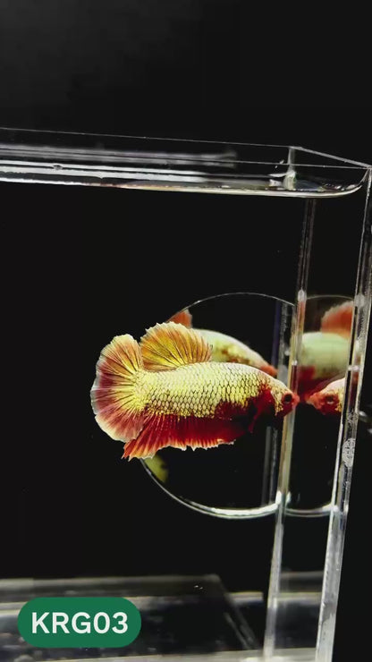 Koi Red Gold Galaxy Plakat Male Betta Fish | You Pick Fish