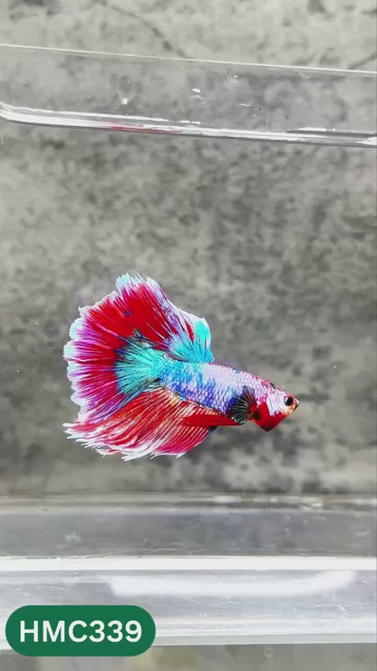 Multicolor Halfmoon Male Betta Fish | High Grade | Order Directly From Farm |  You Pick Fish |