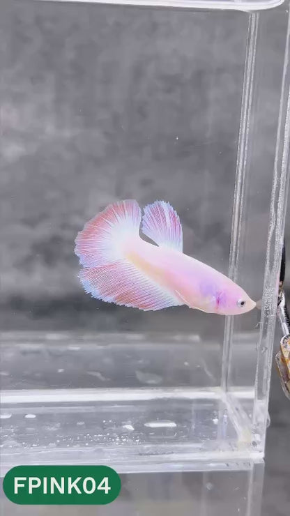 Pink Sakura Halfmoon Female Betta Fish | You Pick Fish