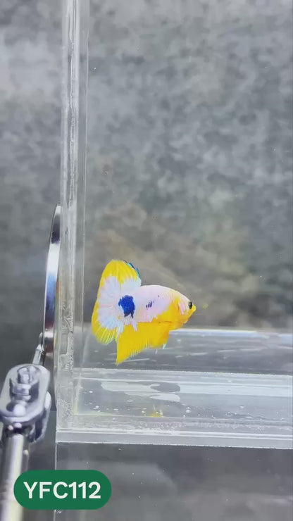 Yellow Fancy Male Betta Fish | Order Directly From Farm | You Pick Fish