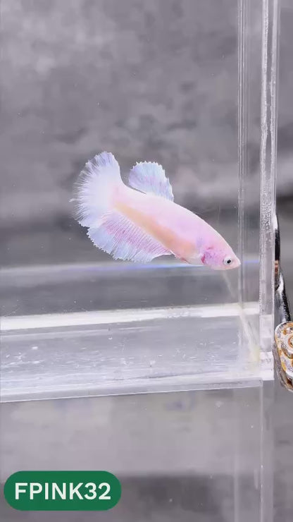 Pink Sakura Halfmoon Female Betta Fish | You Pick Fish