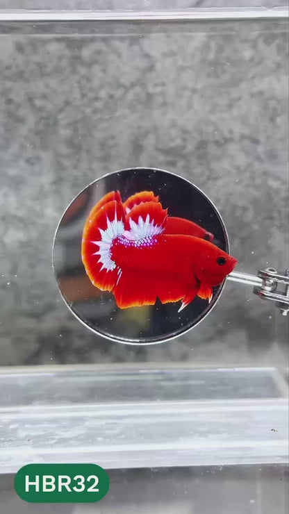 Hellboy Plakat Male Betta Fish | Order Directly From Farm | You Pick Fish