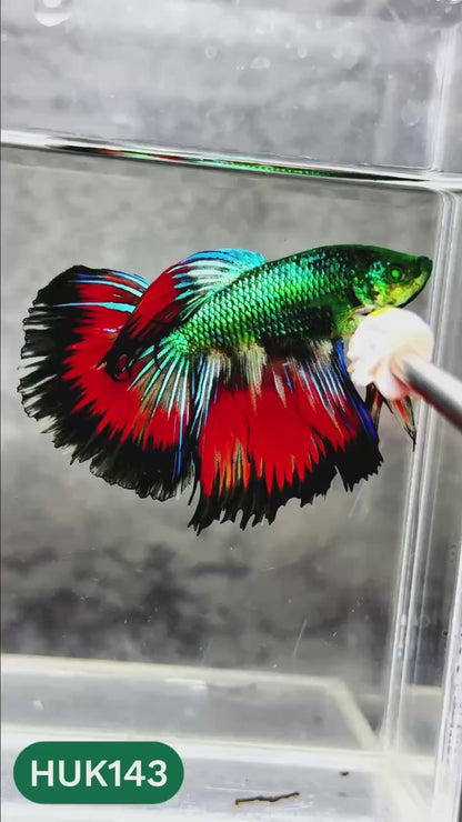 Black Hulk Halfmoon Male Betta Fish | You Pick Fish