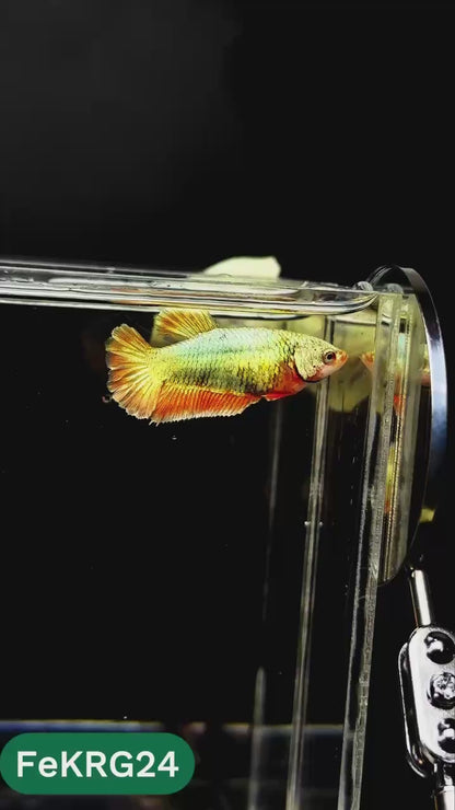 Koi Red Gold Female Betta Fish | You Pick Fish | High Grade