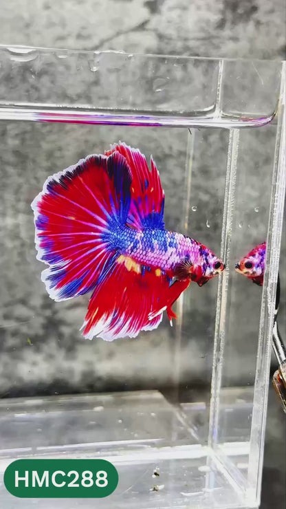 Multicolor Halfmoon Male Betta Fish | High Grade | Order Directly From Farm |  You Pick Fish |