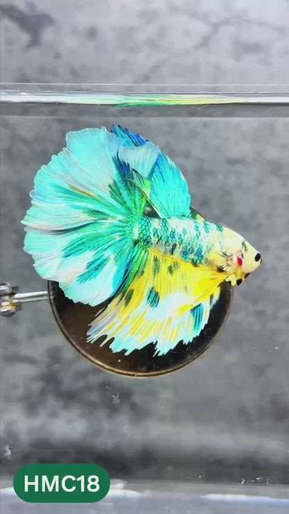 Nemo Halfmoon Male Betta Fish | Order Directly From Farm | You Pick Fish