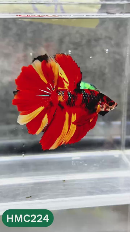 Multicolor Halfmoon Male Betta Fish | Order Directly From Farm | You Pick Fish