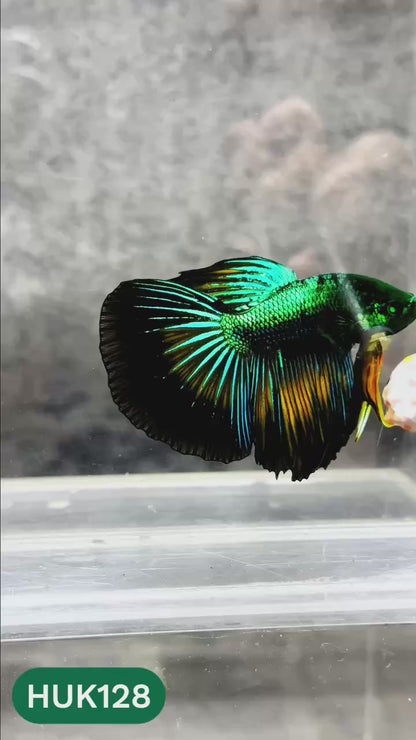 Black Hulk Halfmoon Male Betta Fish | You Pick Fish