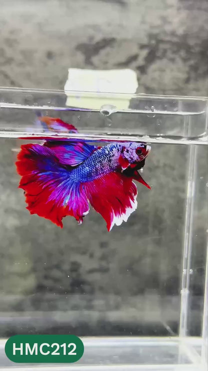 Multicolor Halfmoon Male Betta Fish | Order Directly From Farm | You Pick Fish